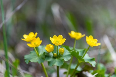 Bright yellow flowers growing in grass