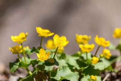 Yellow flowers blooming in spring sunlight