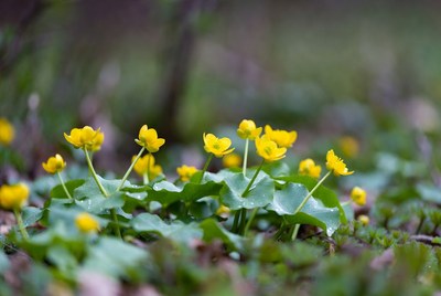 Yellow flowers in a forest area