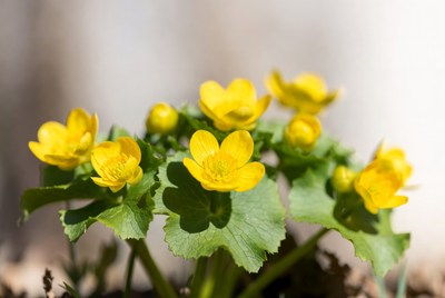 Yellow flowers bloom in garden