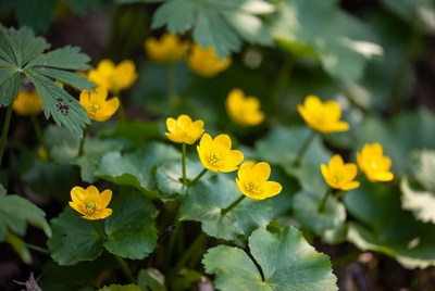 Yellow flowers in forest area
