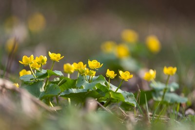 Yellow flowers in a field