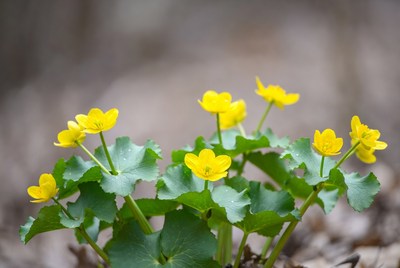 Yellow flowers bloom in springtime