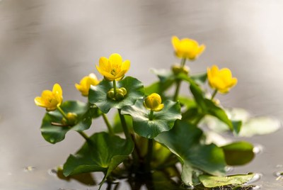 Yellow flowers grow in wetland