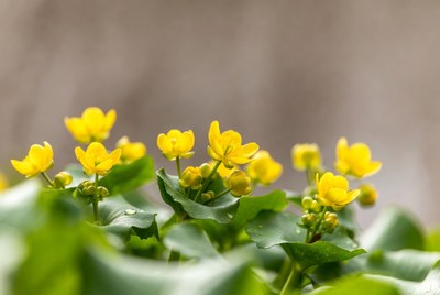Yellow flowers on green leaves in nature