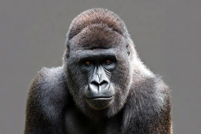 Gorilla portrait in a zoo setting