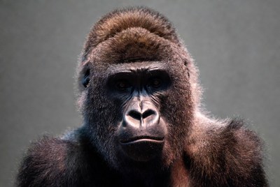 Gorilla looking at the camera