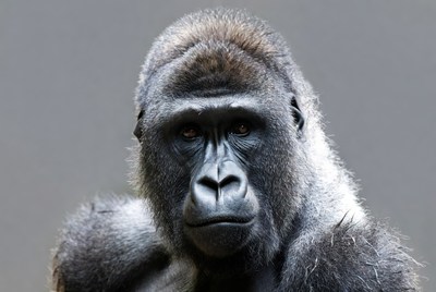 Gorilla portrait in natural lighting