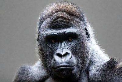 Gorilla looking at the camera