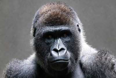 Gorilla sitting and looking forward