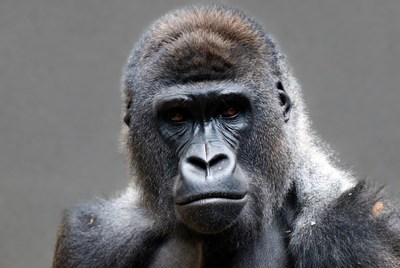 Gorilla looks directly at camera