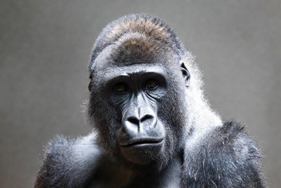 Gorilla shows expression in close view