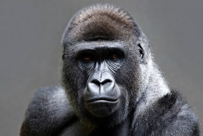 Gorilla looking at the camera