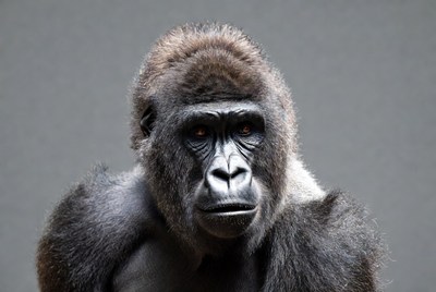 Gorilla poses against plain background