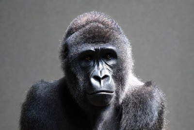 Close-up of a gorilla in focus