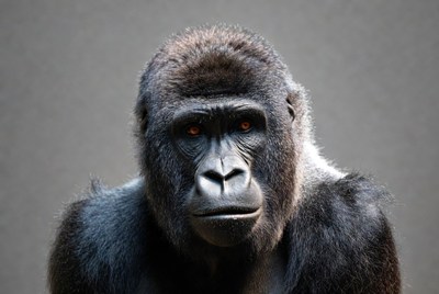 Gorilla in close-up view focused on camera