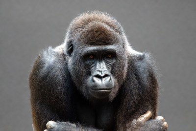 Gorilla sitting and looking directly at camera