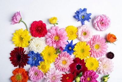 Bright flowers on white background