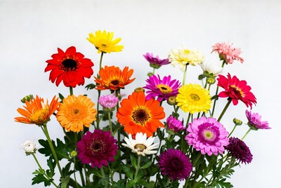 Colorful flowers in a vase
