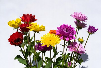 Flowers in bright colors on display
