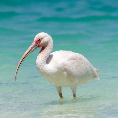 White bird walks in shallow water
