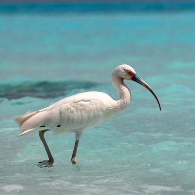 White bird wading in shallow water