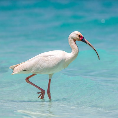 White bird walking in shallow water