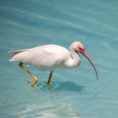 White bird wading in water