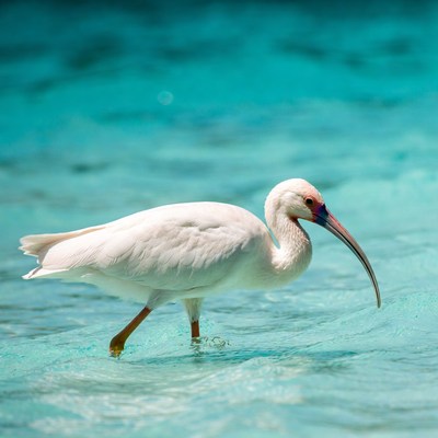 White bird wading in shallow water