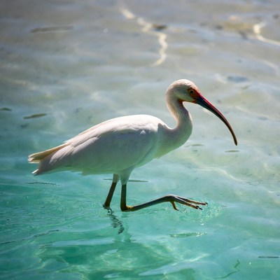 White bird walking in shallow water