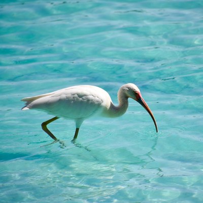 White bird wades in clear water