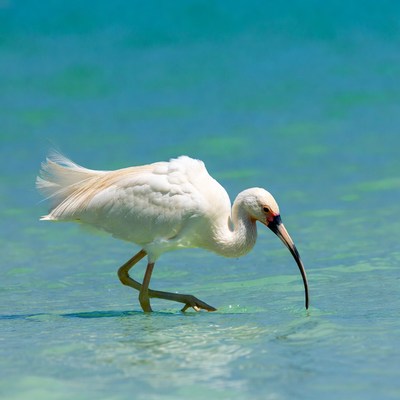 White bird walking in shallow water