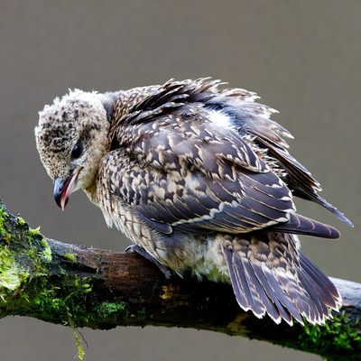Bird resting on a branch in the forest