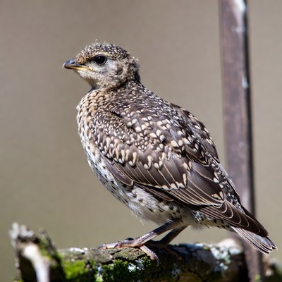 Bird perched on a branch in daylight