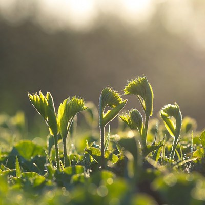 Sprouting plants in morning light