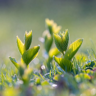 New green plants grow in spring light