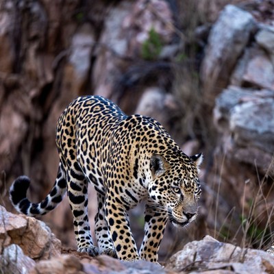 Jaguar walks on rocky terrain