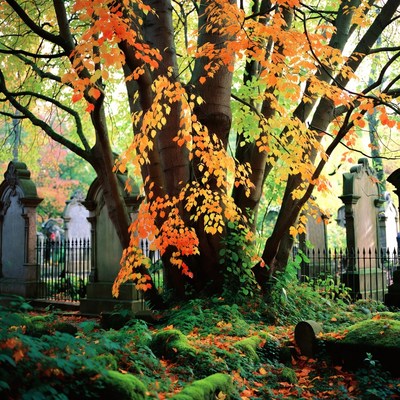 Autumn foliage in a cemetery setting