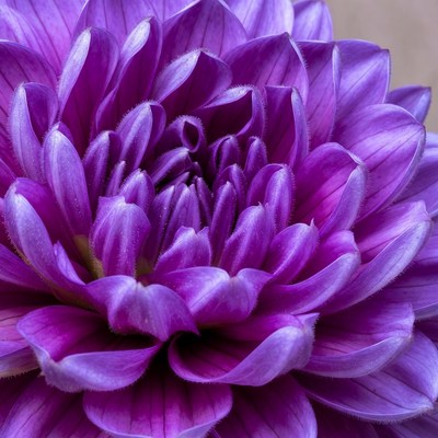 Purple flower close up view