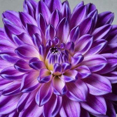 Purple flower with layered petals