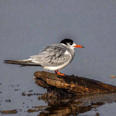 Bird resting on log by the water