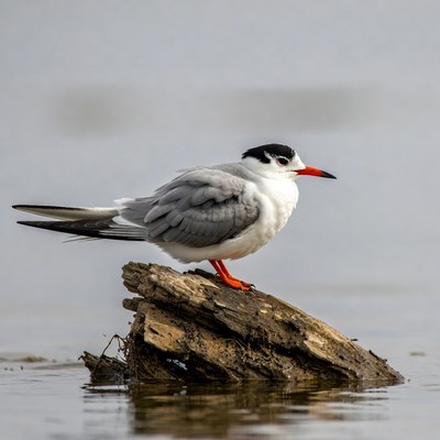 Bird standing on log in water