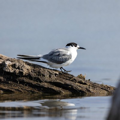 Bird on a log by water