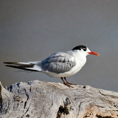 Bird standing on driftwood