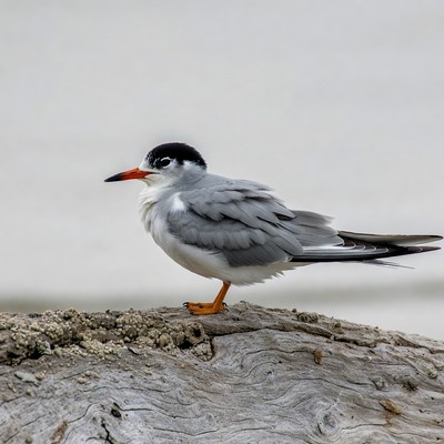 Bird standing on driftwood by water