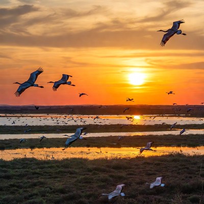 Cranes flying at sunset over water