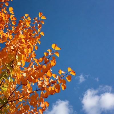 Bright orange leaves against blue sky