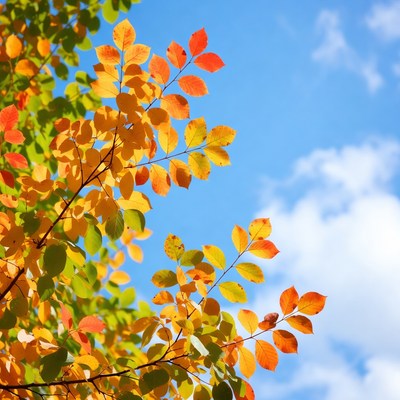 Bright autumn leaves against blue sky