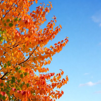 Vibrant autumn leaves in clear sky
