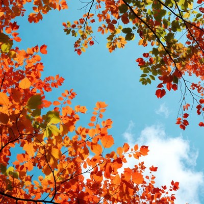 Colorful trees in autumn sky